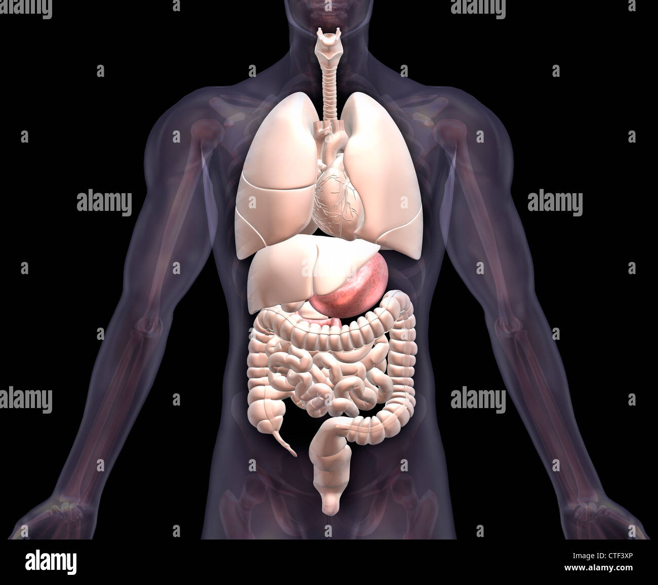 Biomedizinischen Darstellung menschlicher Organe Stockfoto