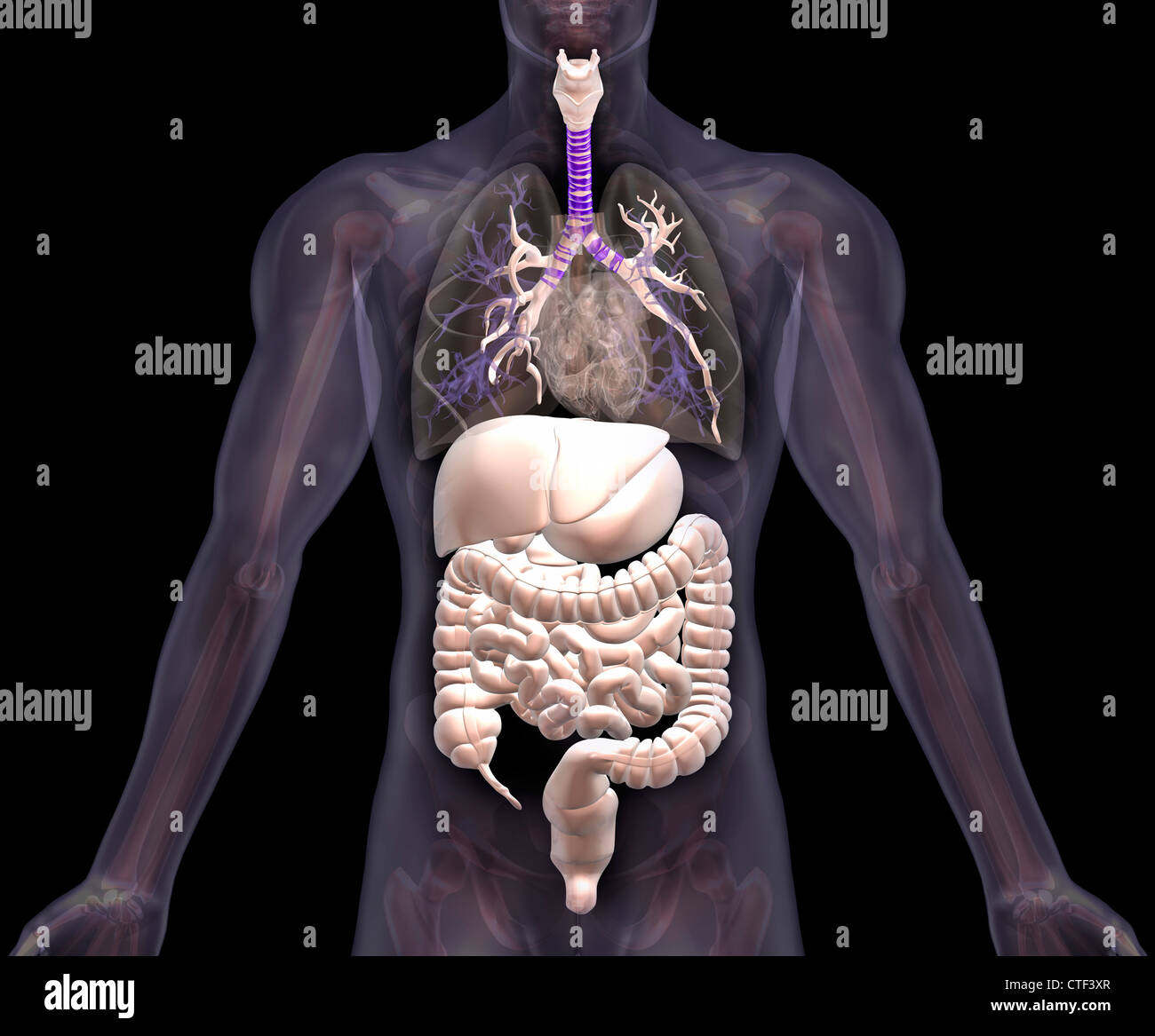 Biomedizinischen Darstellung menschlicher Organe Stockfoto