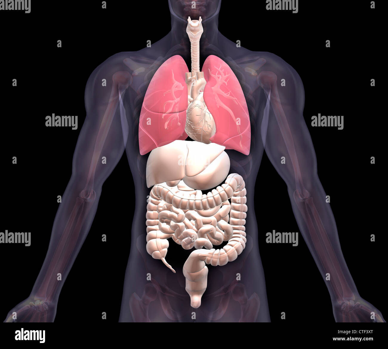 Biomedizinischen Darstellung menschlichen innere Organen mit Lungen in rot angegeben Stockfoto