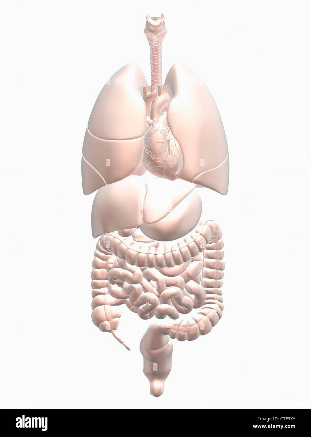 Biomedizinischen Darstellung menschlicher Organe Stockfoto