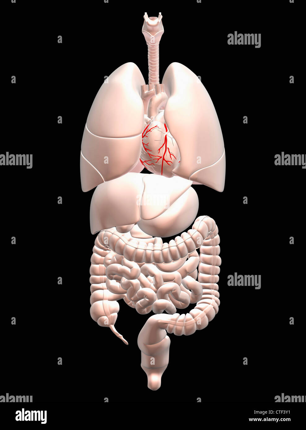 Biomedizinischen Darstellung menschlicher Organe Stockfoto