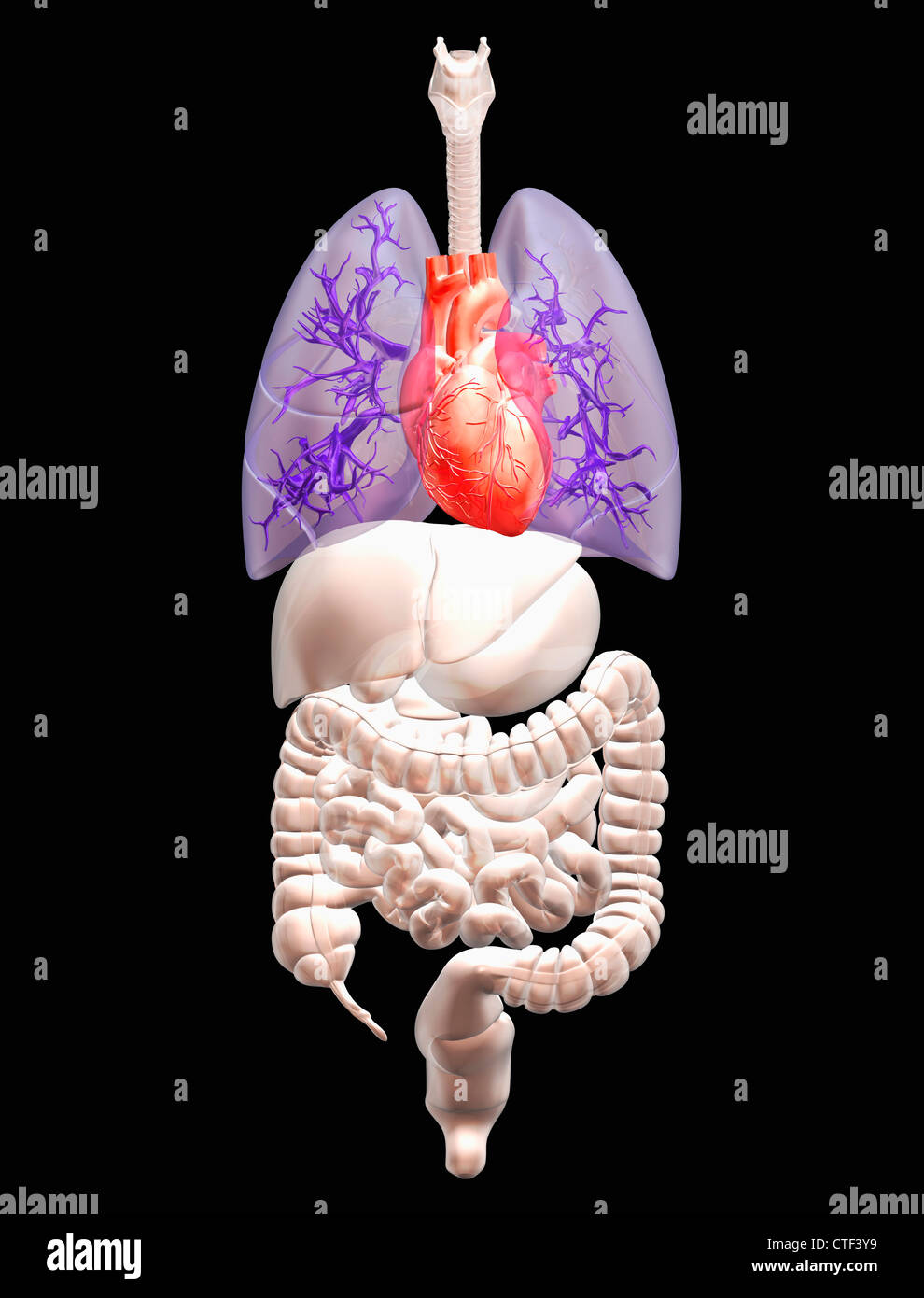 Digital erzeugte Bild der inneren menschlichen Organe Stockfoto