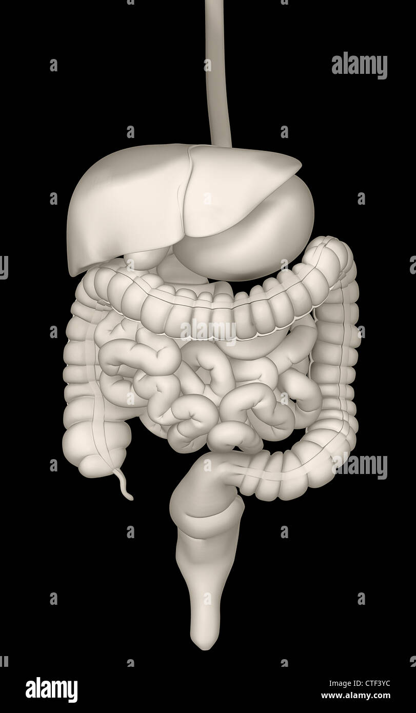 Digital erzeugte Bild der inneren menschlichen Organe Stockfoto