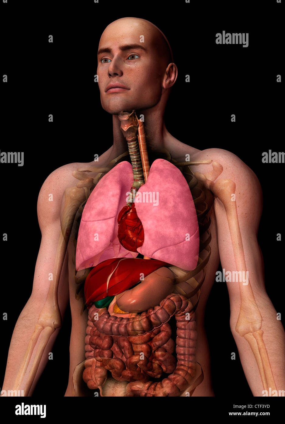 Digital erzeugte Bild der inneren menschlichen Organe Stockfoto