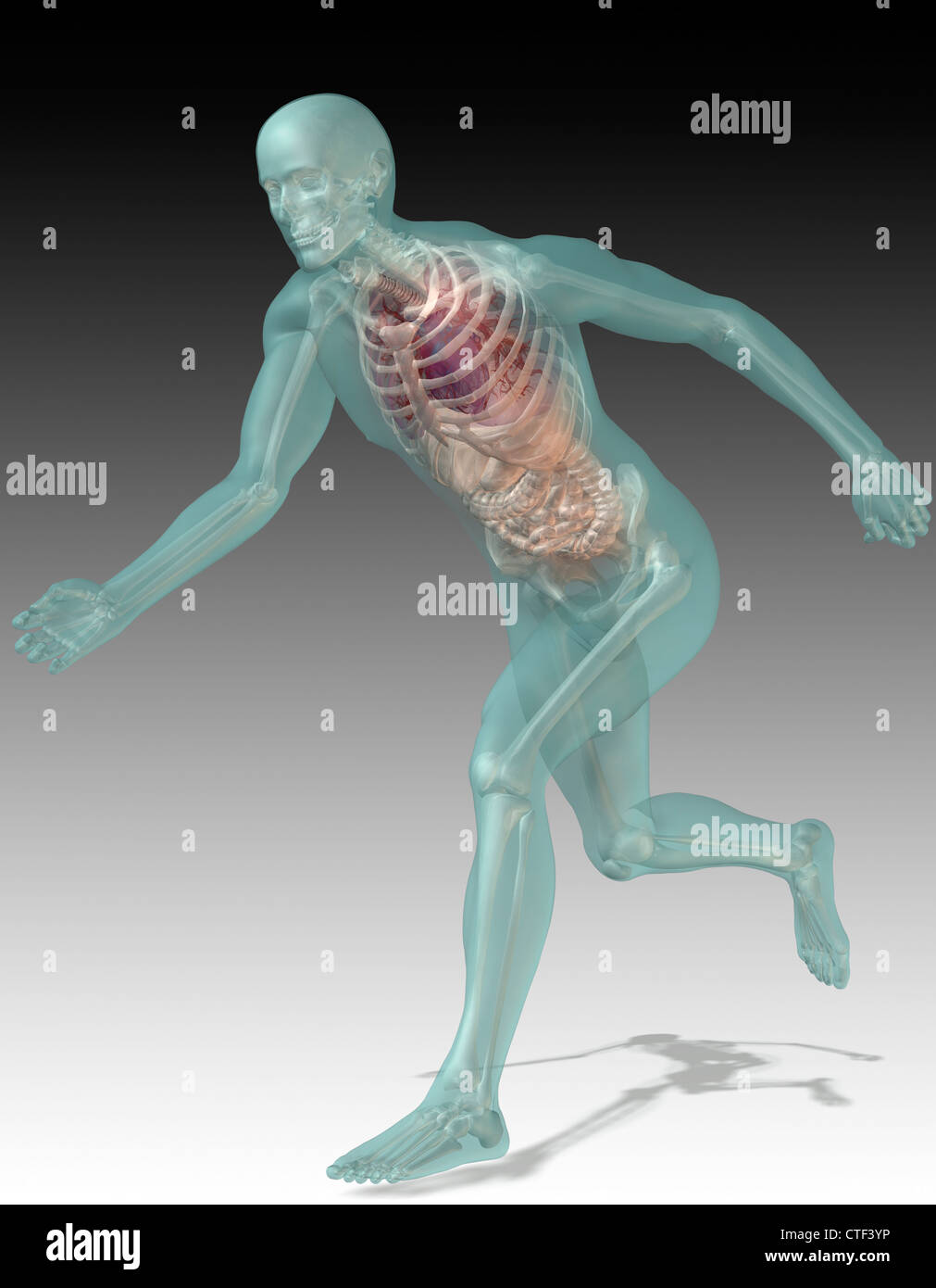 Digital erzeugte Bild menschlichen Darstellung mit inneren menschlichen Organen sichtbar ausführen Stockfoto
