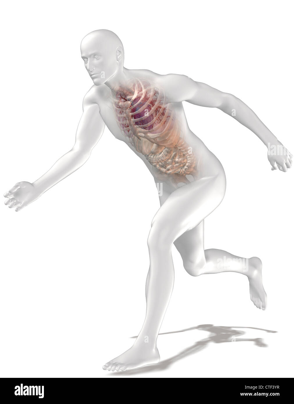 Digital erzeugte Bild menschlichen Darstellung mit inneren menschlichen Organen sichtbar ausführen Stockfoto