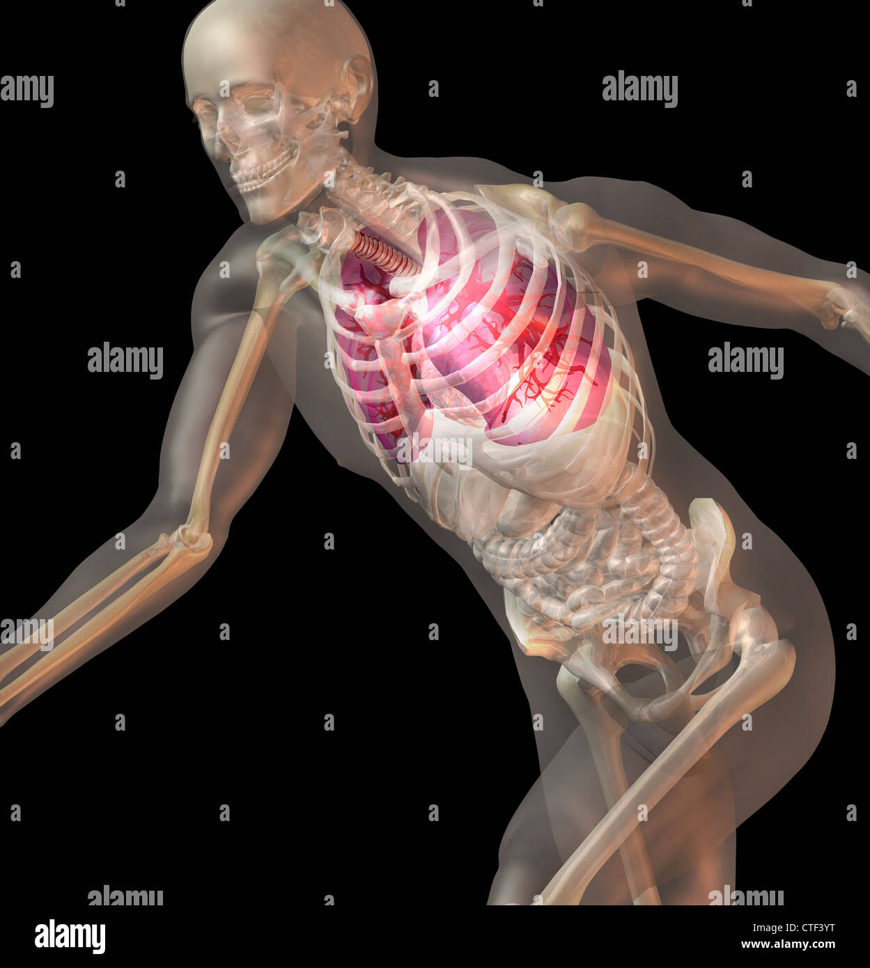 Digital erzeugte Bild menschlichen Darstellung mit inneren menschlichen Organen sichtbar ausführen Stockfoto