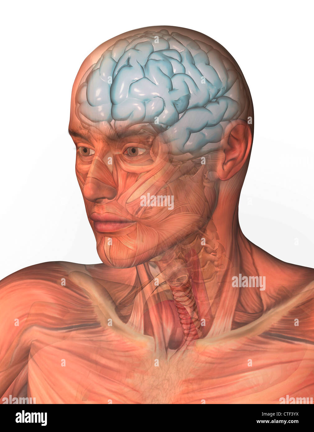 Digital generiert des menschlichen Kopfes mit inneren menschlichen Organen sichtbar Stockfoto