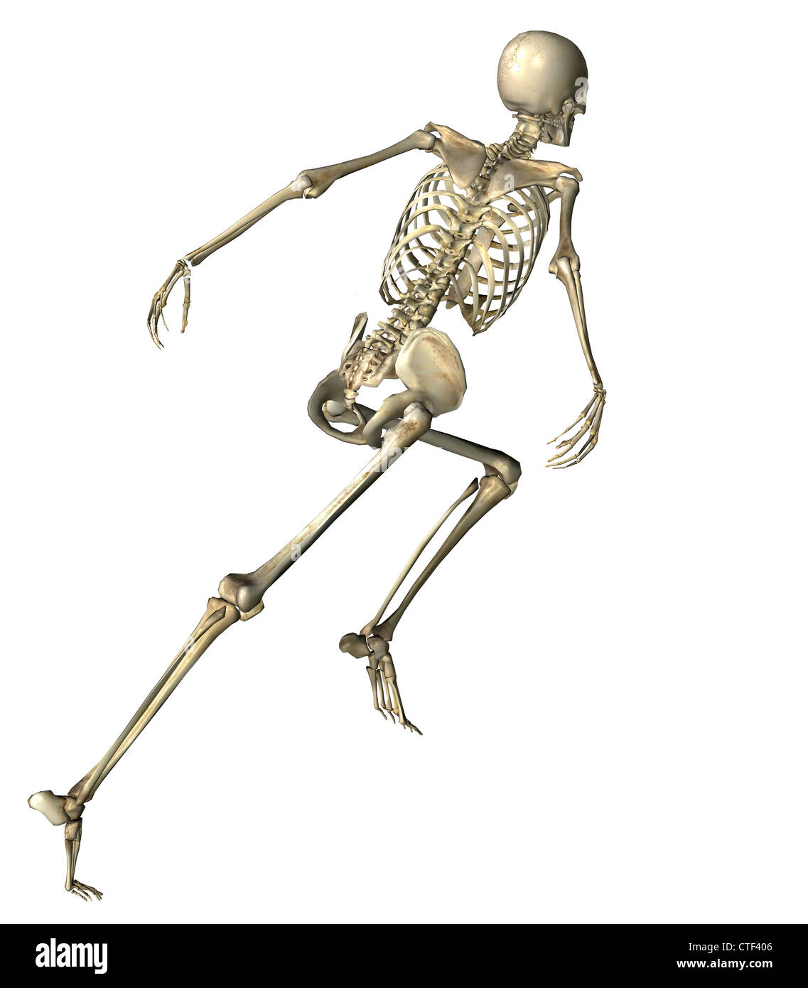 Digital erzeugte Bild des menschlichen Skeletts ausgeführt Stockfoto