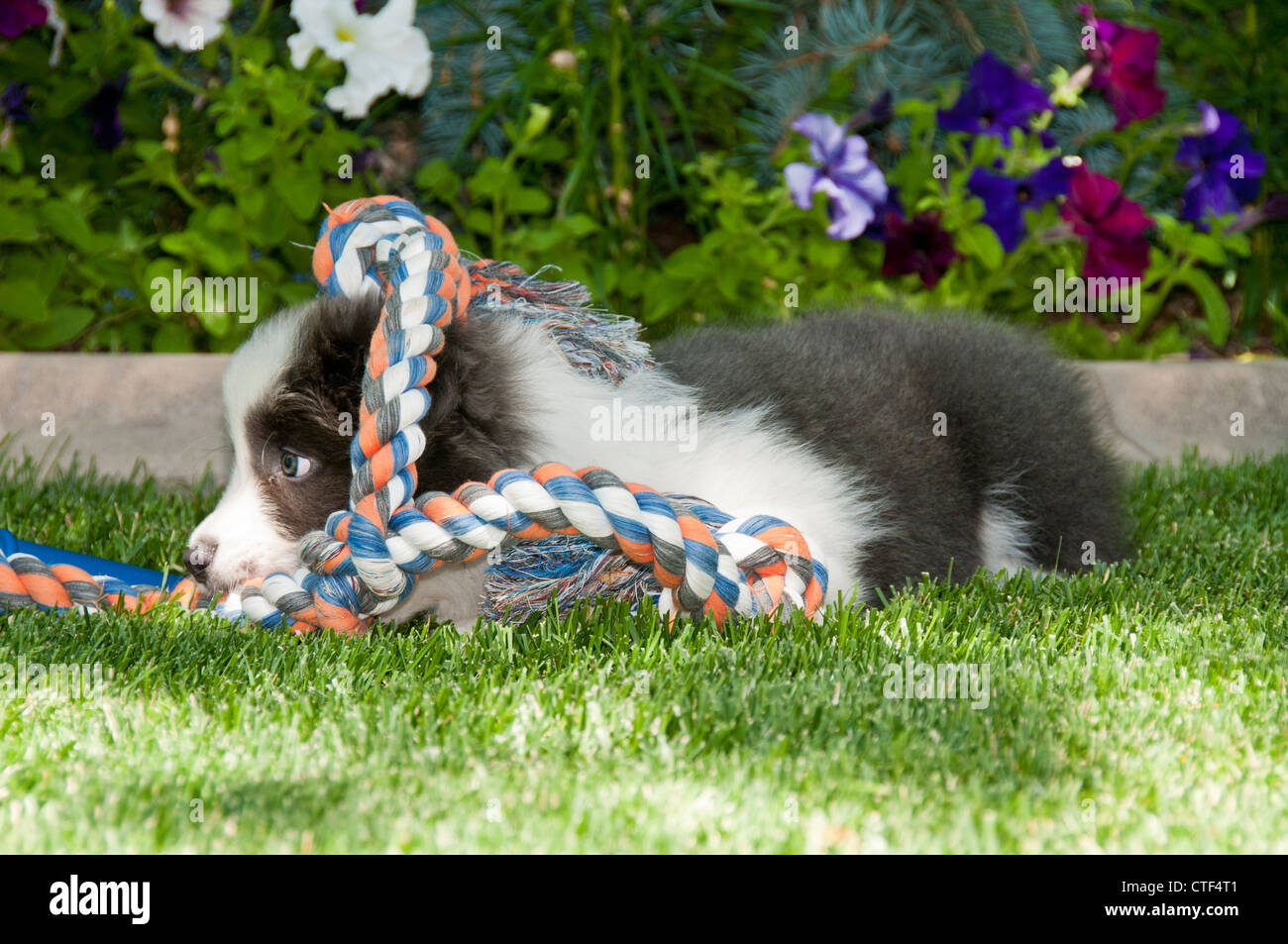 Neun Wochen alten Border-Collie-Welpen mit Seil Spielzeug spielen Stockfoto