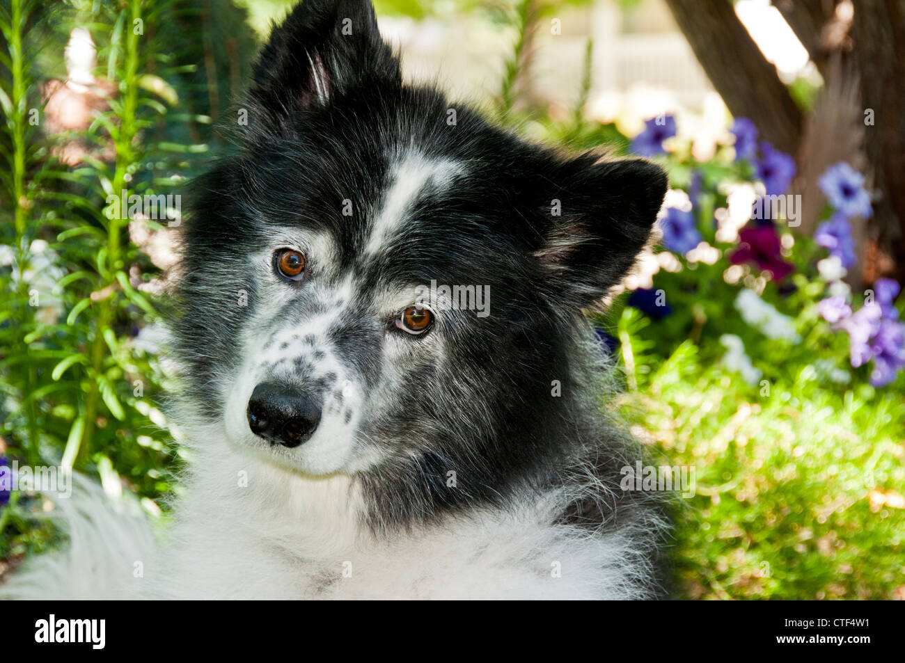 7-jährige Border-collie Stockfoto