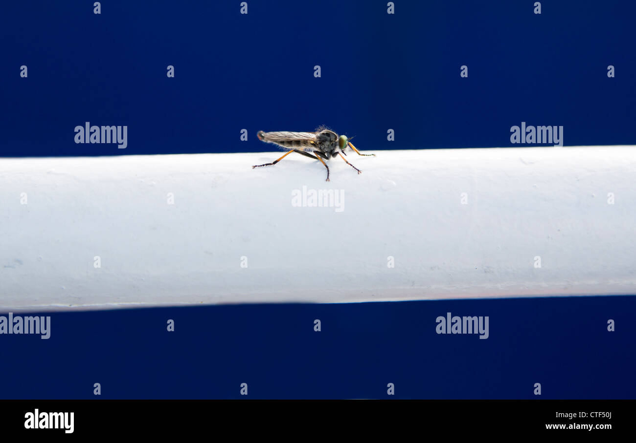 Kleine Fliege landete auf weiße metallische Leiter support Stockfotografie  - Alamy