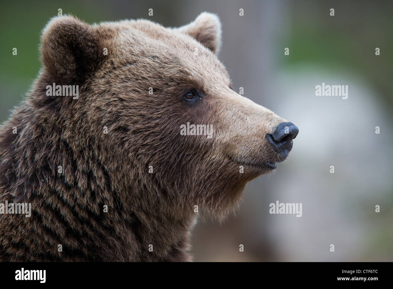 Braunbär in einem Wald Stockfoto