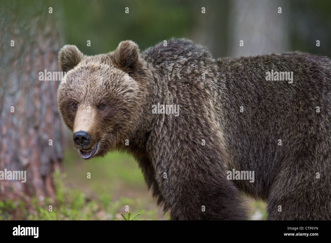 Braunbär in einem Wald Stockfoto