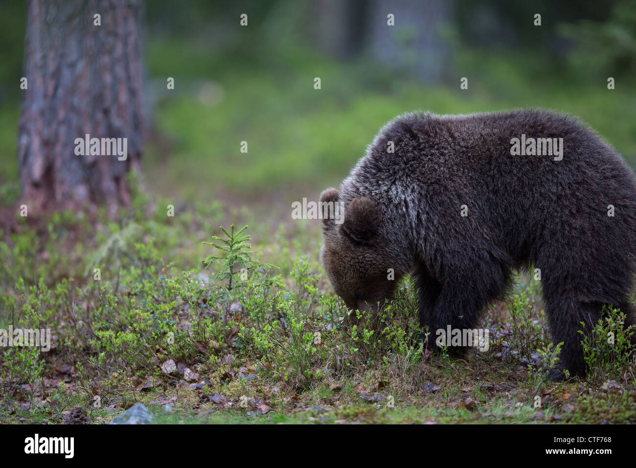 Braunbär in einem Wald Stockfoto