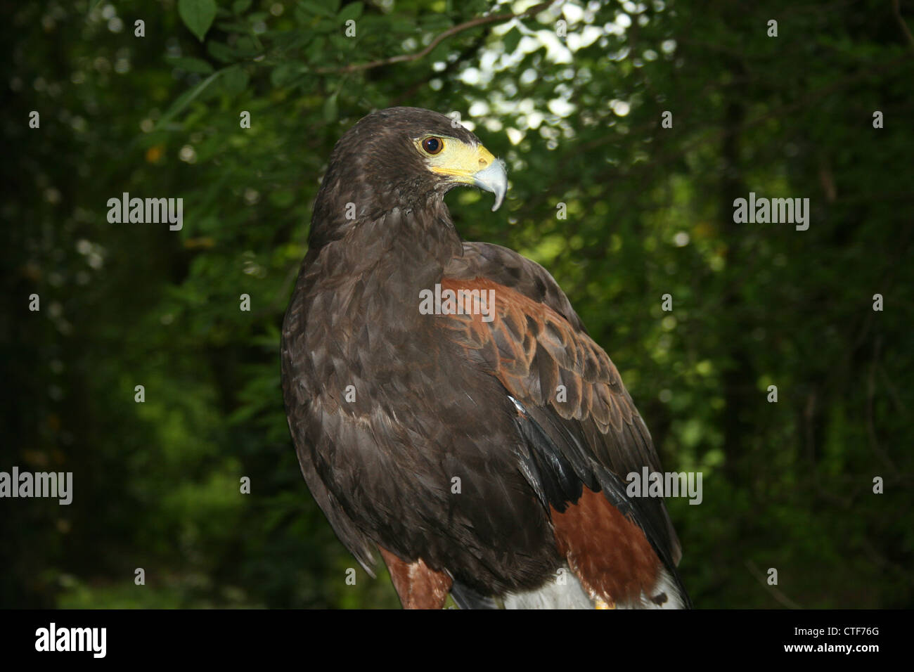Foto von einem Erwachsenen weiblichen Harris Hawk Stockfoto