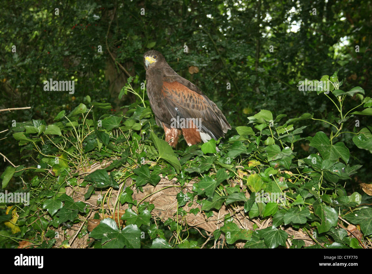 Weibliche Harris Hawk (Parabuteo Unicinctus) thront auf einem gefallenen Baumstamm. Stockfoto