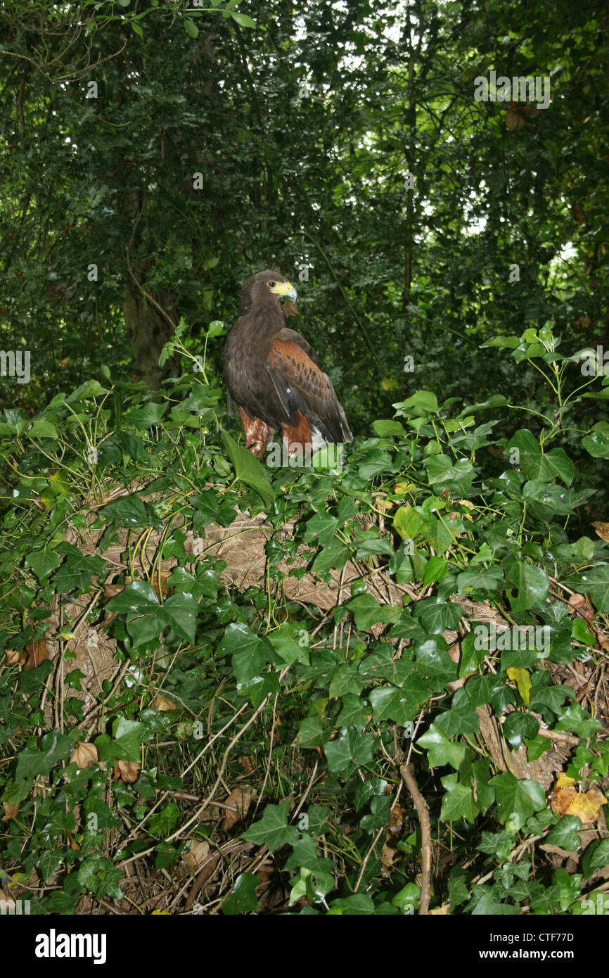 Weibliche Harris Hawk (Parabuteo Unicinctus) thront auf einem gefallenen Baumstamm. Stockfoto