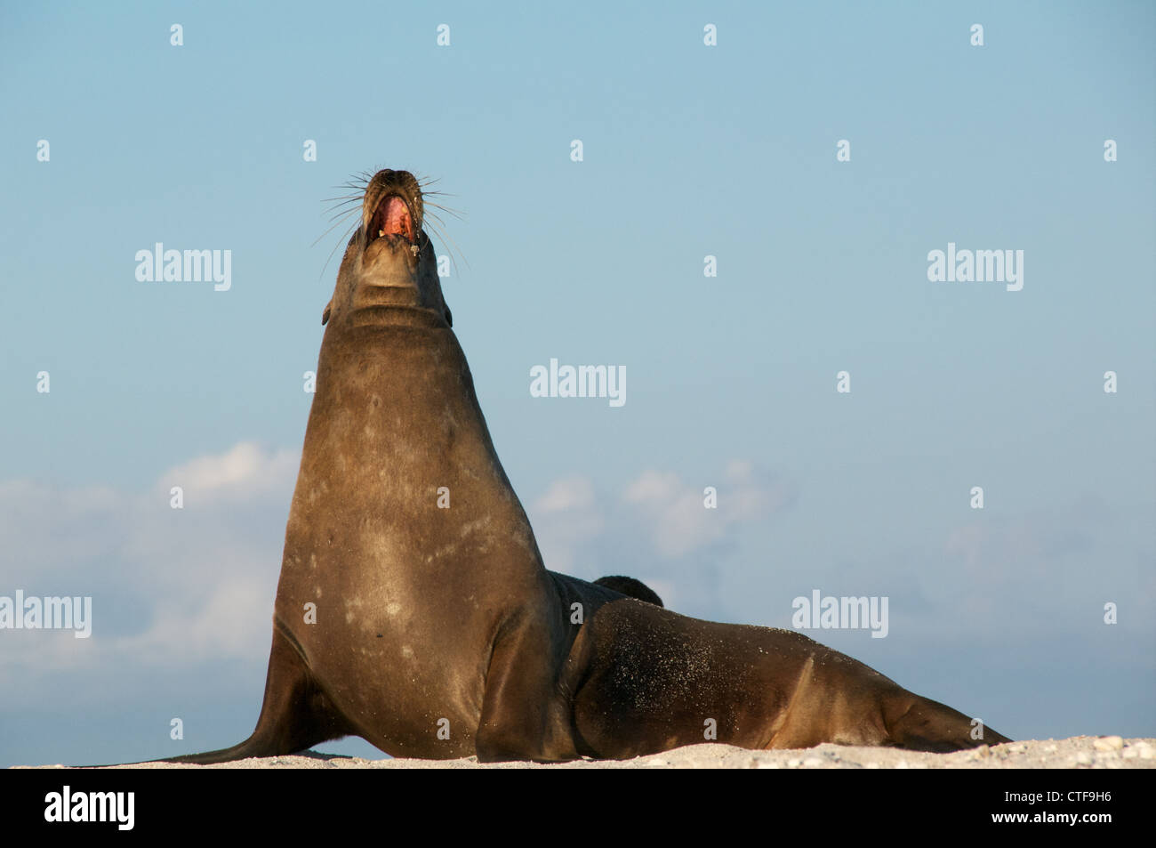 Eine Galapagos Seelöwe (Zalophus Wollebaeki) Dehnungen und Gähnen auf Mosquera Strand, Galapagos-Inseln, Ecuador. Stockfoto