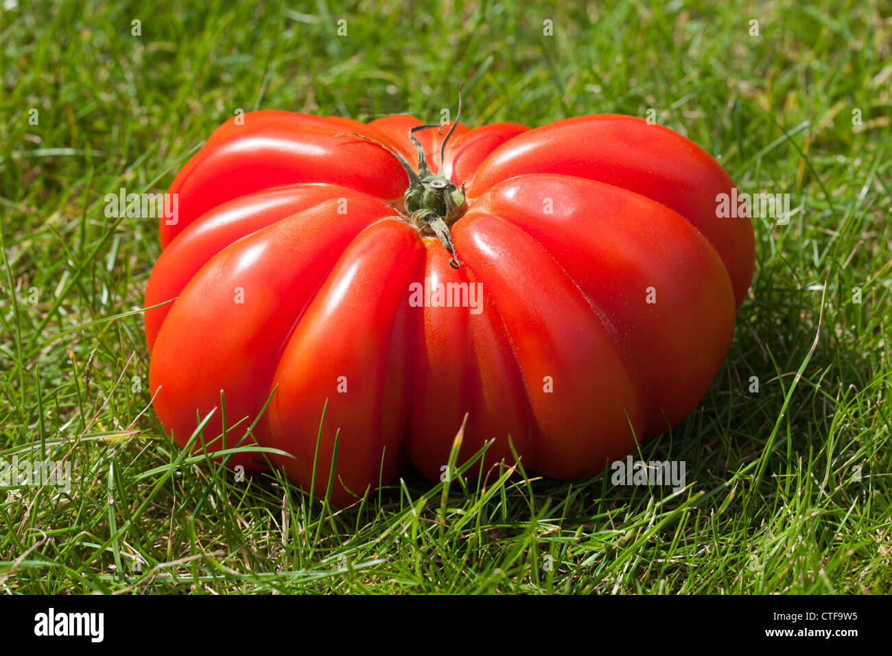 Riesige rosa Rindfleisch Tomaten (Zapoteken Plissee) Stockfoto