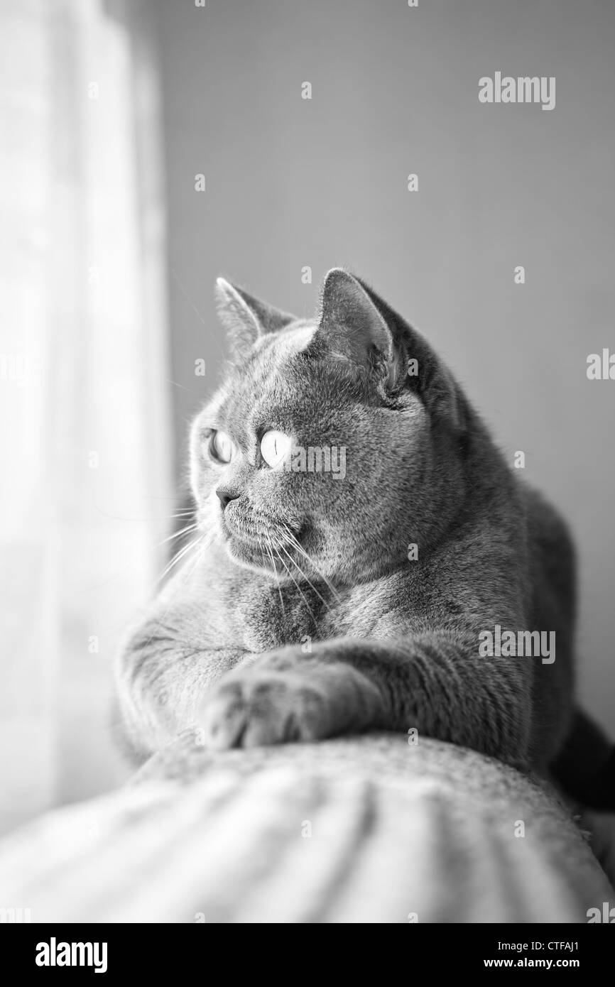 Britische graue Katze liegend in der Fenster-Nahaufnahme Stockfoto