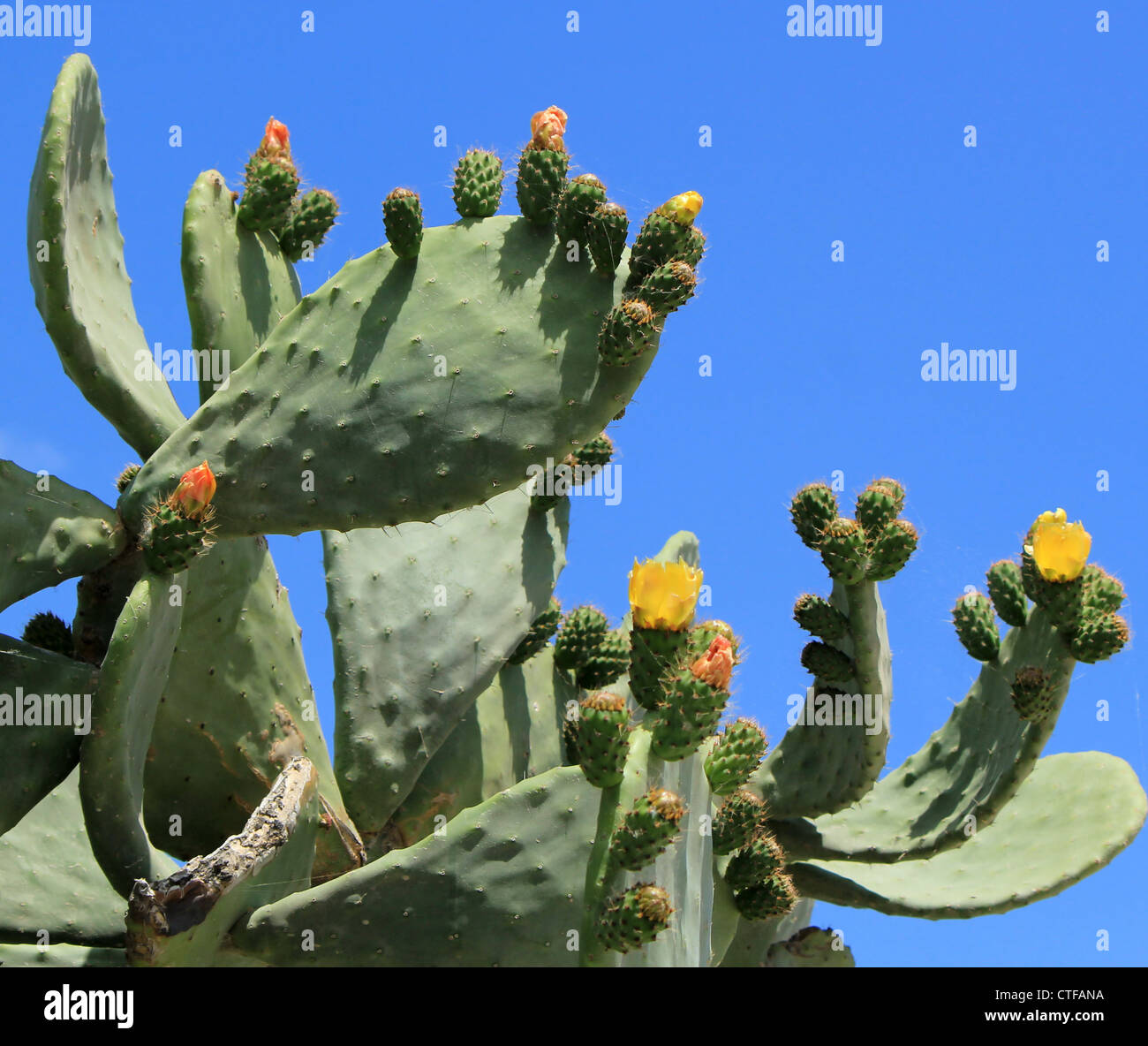 Schildlaus Nopal Kaktus Pflanze mit Blüten in Santorin, Griechenland Stockfoto