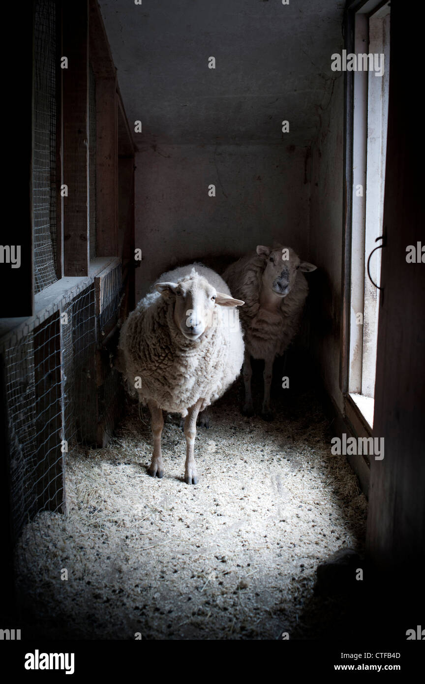 Zwei Schafe im Stall starrte auf Kamera mit gespannten Köpfen. Stockfoto