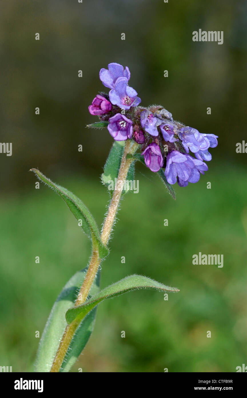 NARROW-LEAVED LUNGENKRAUT Pulmonaria Longifolia (Boraginaceae) Stockfoto