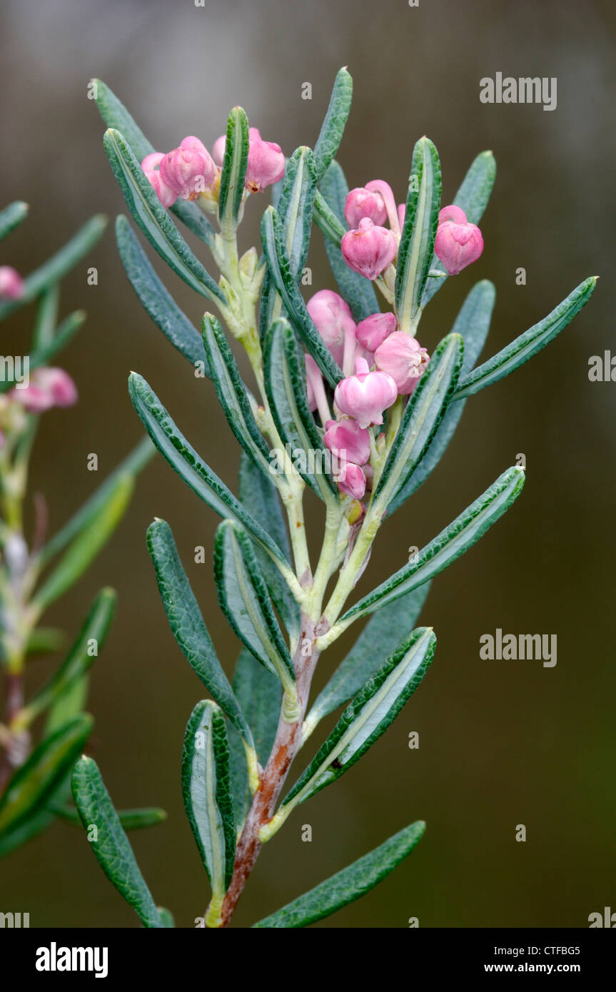 Moor-Rosmarin Andromeda Polifolia (Ericaceae) Stockfoto