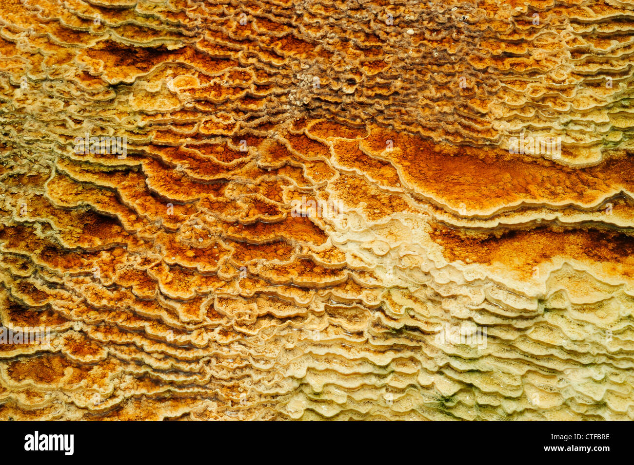 Travertin Terrasse Details bei Orange Mound Frühling (Mammut) Yellowstone Nationalpark in Wyoming Stockfoto