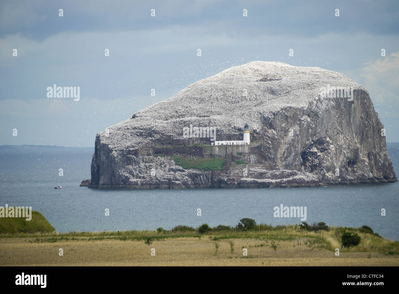 Bass rock Seabird Sanctuary & Leuchtturm Stockfoto