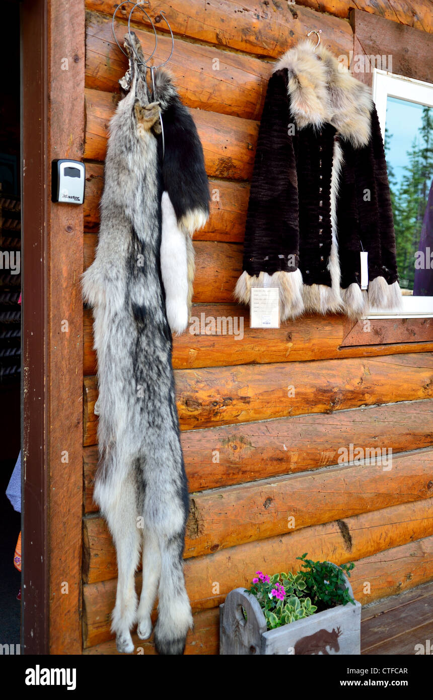 Grauer Wolf Peel und andere Tierhaare Produkte stehen zum Verkauf. Alaska, USA. Stockfoto