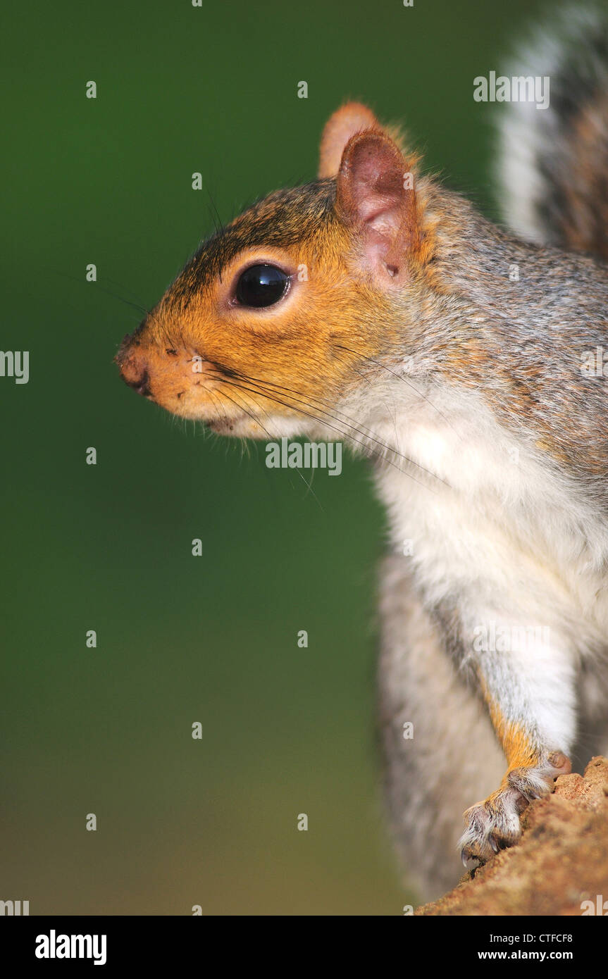 Ein graues Eichhörnchen an der Seite eines Baumes UK Stockfoto