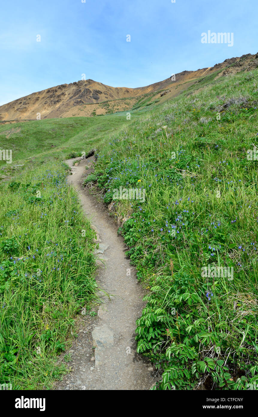 Ein Wanderweg über grünen Büschen. Denali Nationalpark und Reservat Wildheit. Alaska, USA. Stockfoto