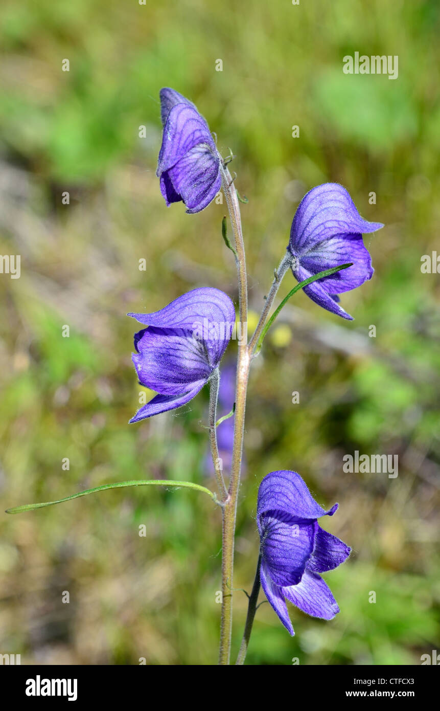 Des Mönchs Haube Blumen in voller Blüte. Denali Nationalpark und Reservat Wildheit. Alaska, USA. Stockfoto