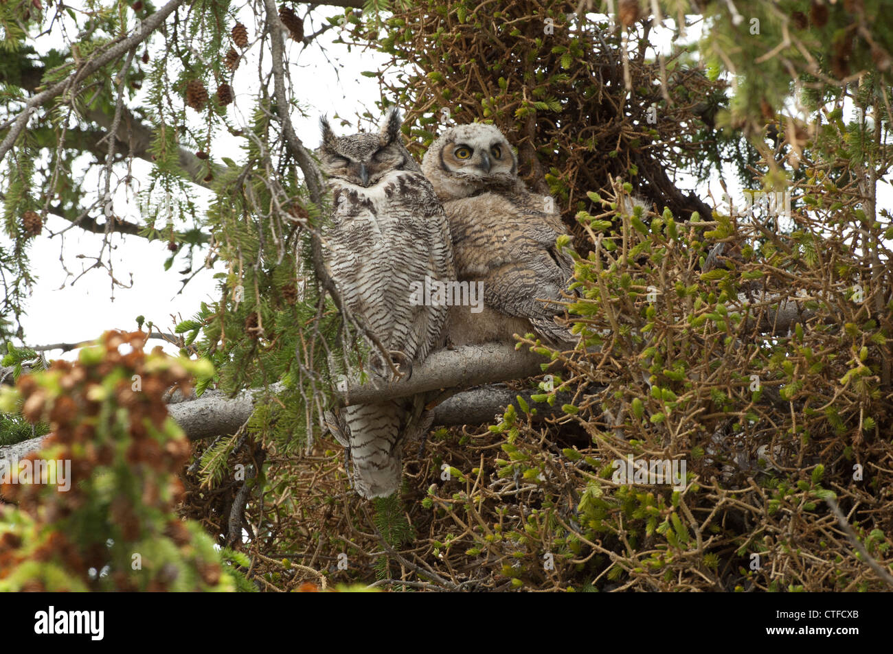 Große gehörnte Eule und Owlet sitzt auf einem Ast in einem Nadelbaum-Baum. Stockfoto