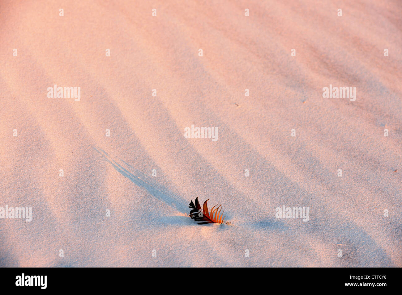 Vogelfeder und Schatten im weißen Sand, Anastasia State Park, St. Augustine, Florida, USA Stockfoto