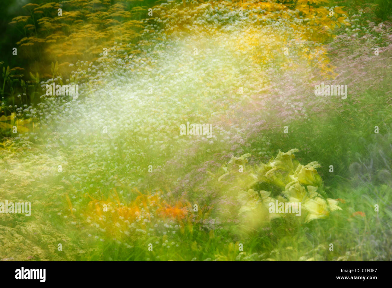 Eingebürgerte suburban Böschung mit Gartenblumen (Mehrfachbelichtung), Greater Sudbury, Ontario, Kanada Stockfoto