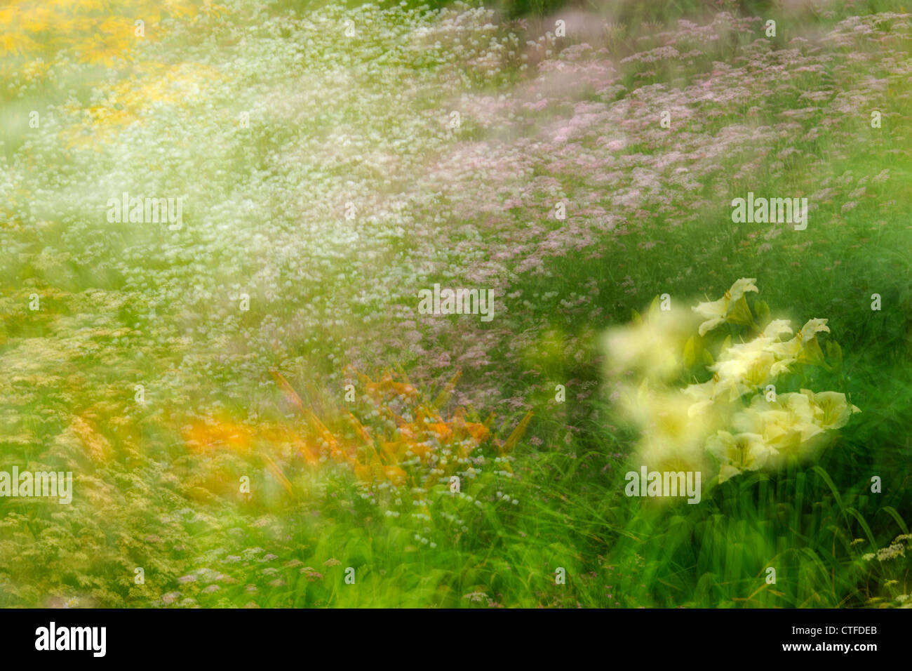 Eingebürgerte suburban Böschung mit Gartenblumen (Mehrfachbelichtung), Greater Sudbury, Ontario, Kanada Stockfoto