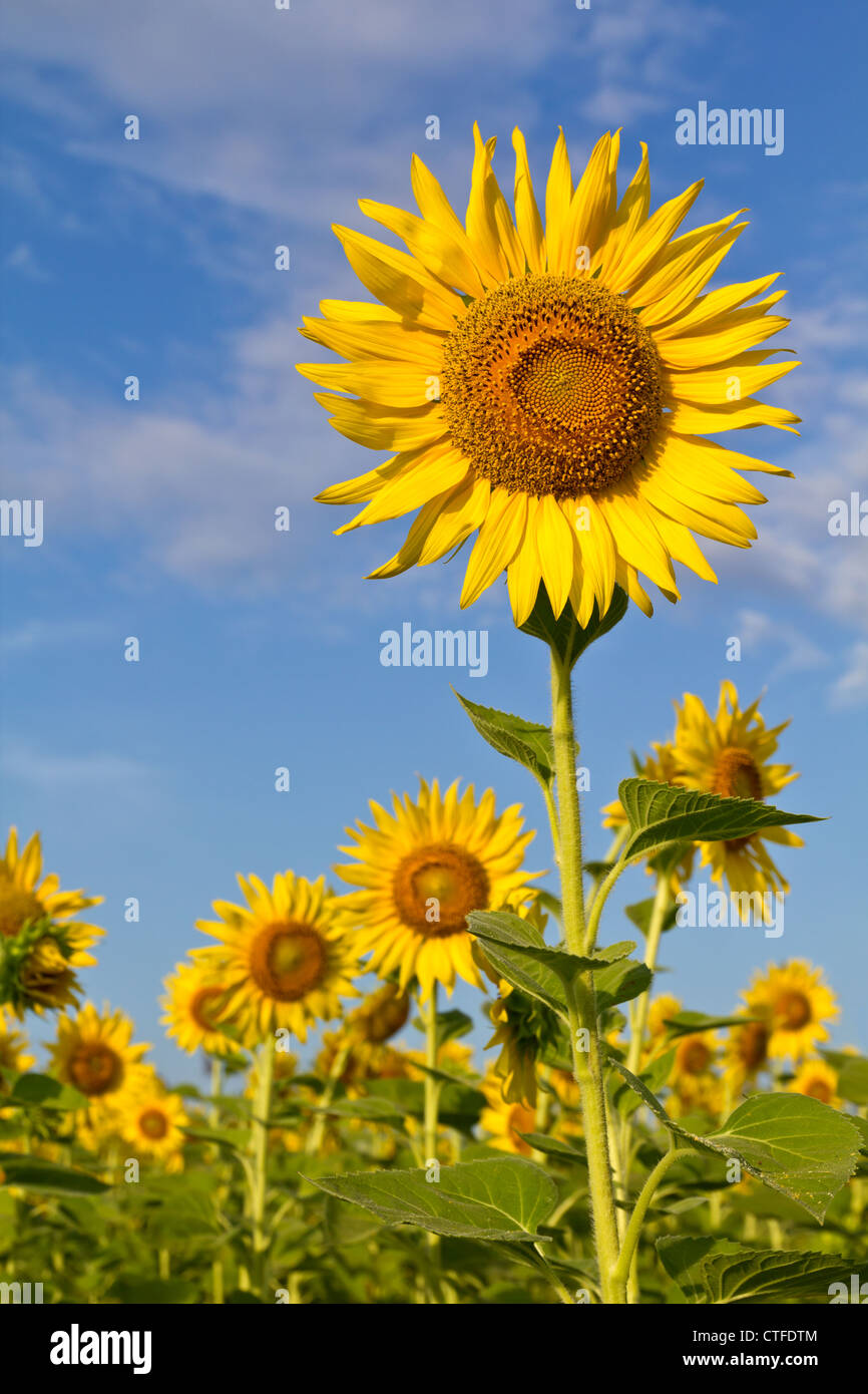 Schöne Sonnenblumen mit Wolke und blauer Himmel Stockfoto