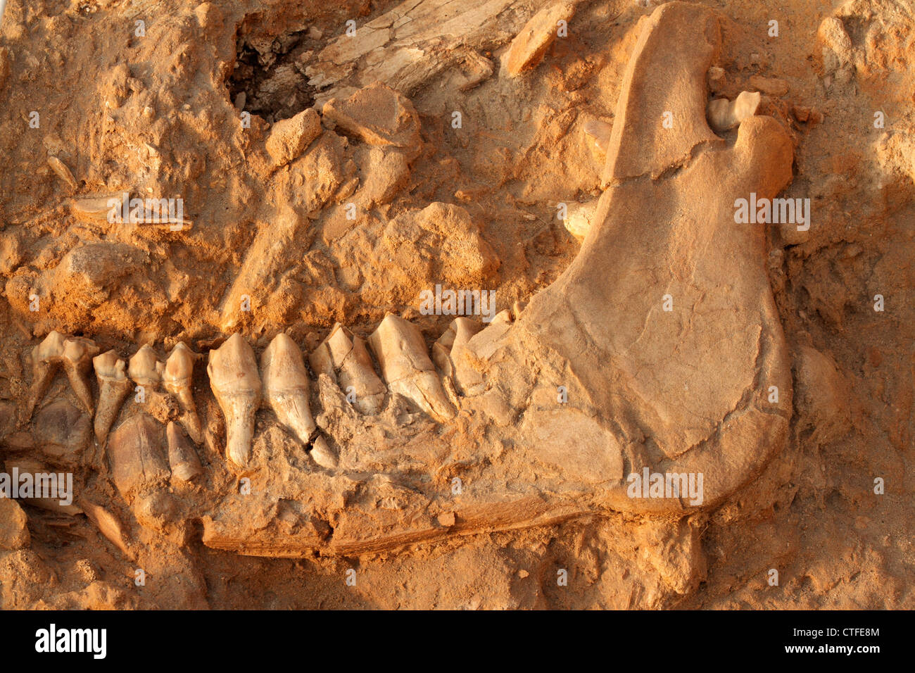 Fünf Millionen Jahre alten fossilen Kieferknochen eines ausgestorbenen kurz-necked Giraffe (Sivathere), Westküste fossilen Park, Südafrika Stockfoto