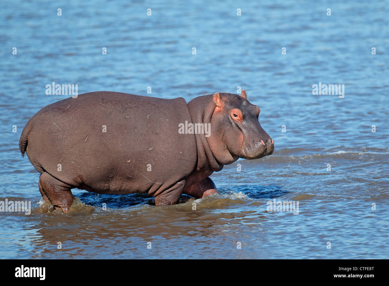 Young Flusspferd (Hippopotamus Amphibius) laufen im flachen Wasser, Südafrika Stockfoto
