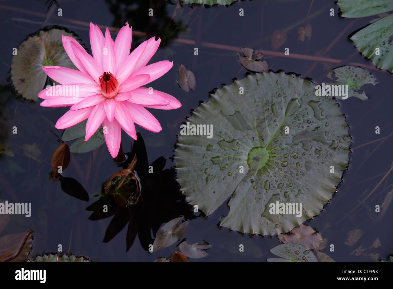 Bunte Blumen und Blätter einer Seerose (Nymphaea spp.), Kakadu-Nationalpark, Northern Territory, Australien Stockfoto