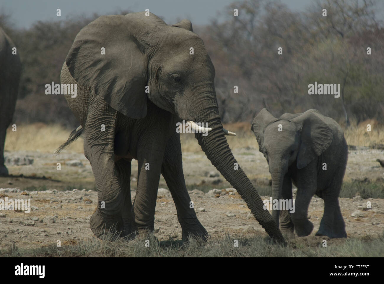 Afrikanische Elefanten (Loxodonta Africana) im Etosha NP, Namibia Stockfoto