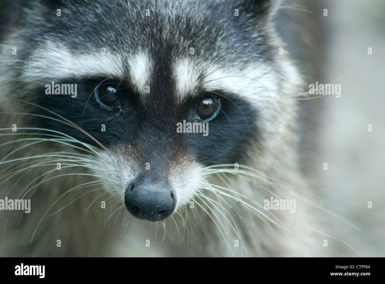 Gemeinsamen Waschbär (Procyon Lotor) im Stanley Park, Vancouver Stockfoto