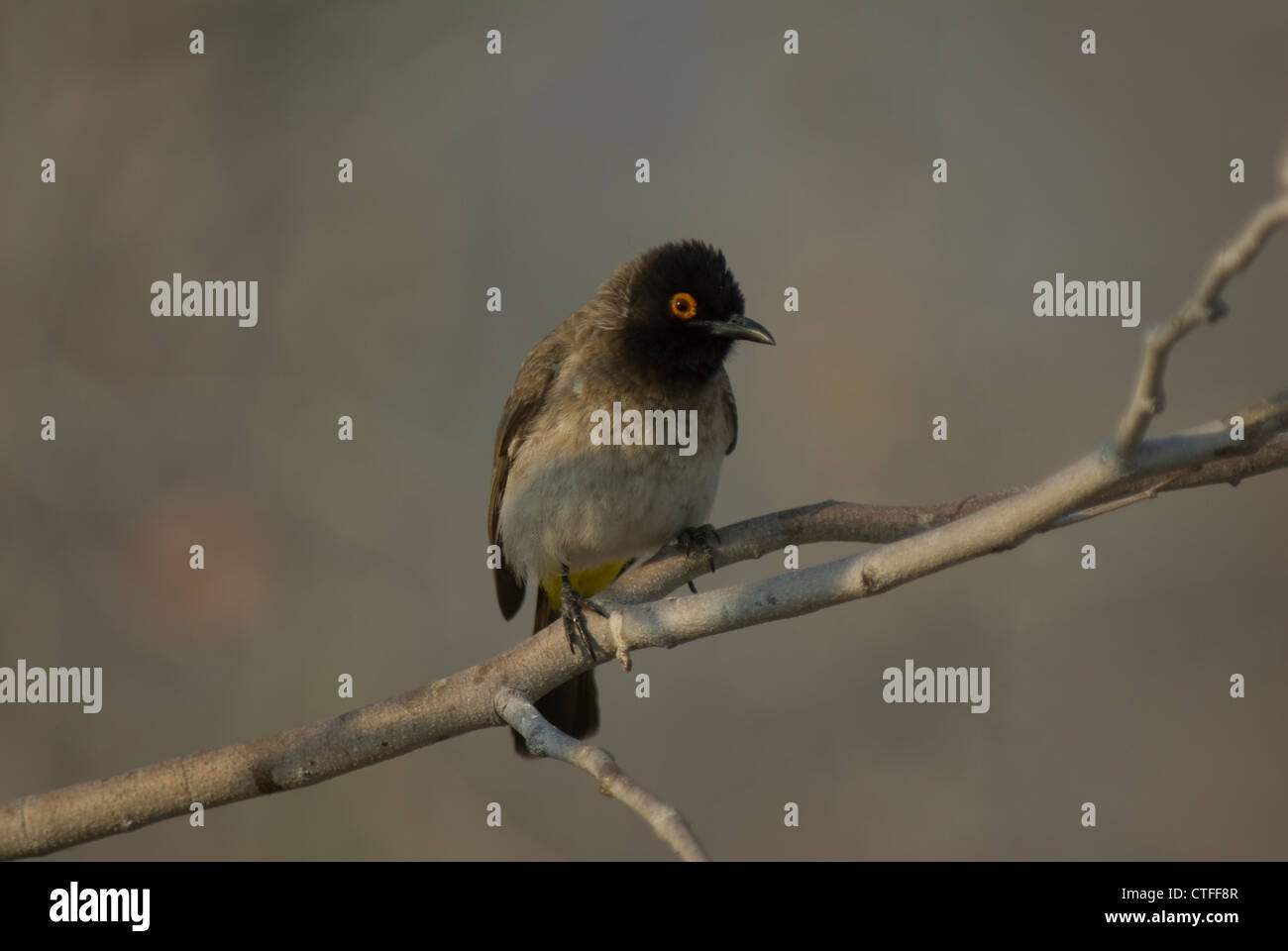 Afrikanische rotäugigen (oder schwarz-fronted) Bulbul (Pycnonotus Nigricans) im Etosha NP, Namibia Stockfoto