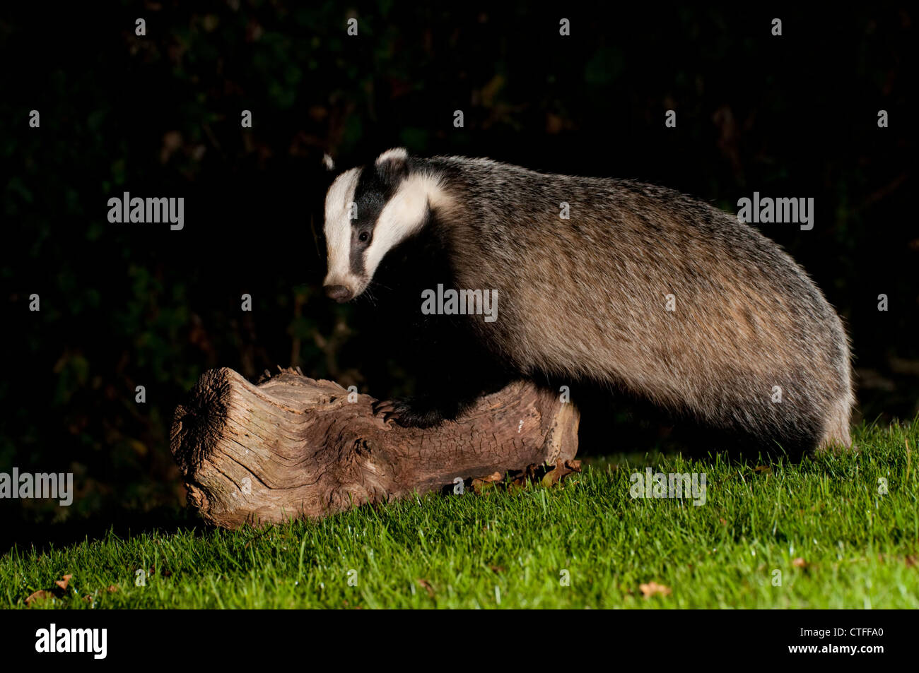 Dachs rasen Fotos und Bildmaterial in hoher Auflösung Alamy