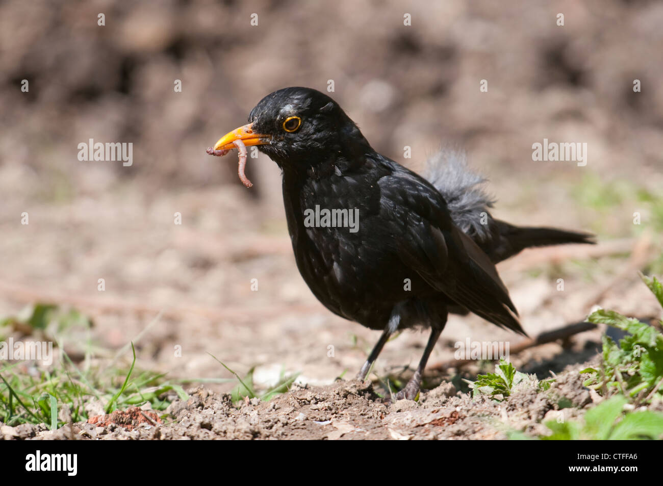 Eine männliche Amsel mit einem Wurm in den Schnabel sucht nach mehr Nahrung Stockfoto