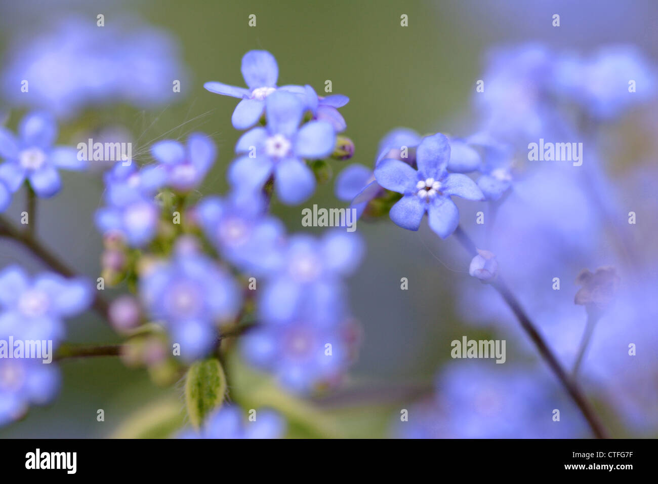 Holz-Vergissmeinnicht (Myosotis Sylvatica) in Blüte, England, UK Stockfoto