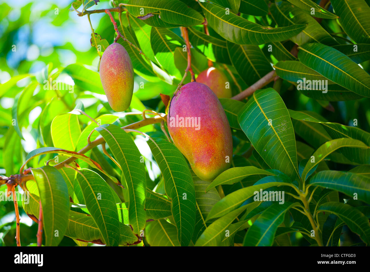Lebensmittel Obst - hängen reifen Mangos in einem Baum auf der Insel Nevis in der Karibik West Indies Stockfoto